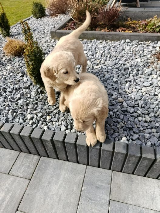 Biszkoptowe suczka Golden retriever