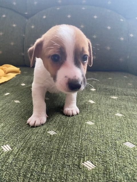 Jack russell terrier szczeniak