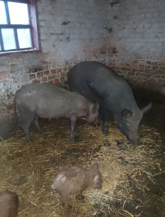 Продам свині кабан   матка