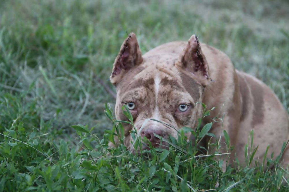 Маленький ведмедик American Bully Pocket