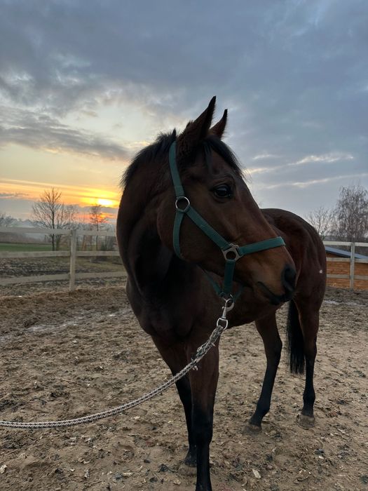 Na sprzedaż bardzo miła i przyszłościowa klacz!