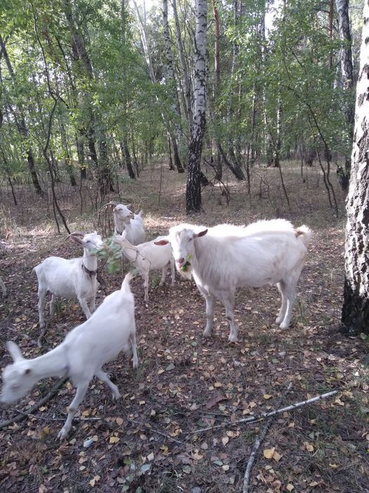 Цап для продовженя роду