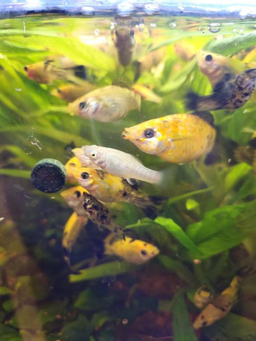 Rybki akwariowe Molinezje