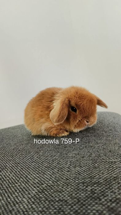 Mini lop króliki karzełek miniaturka baranek hodowla
