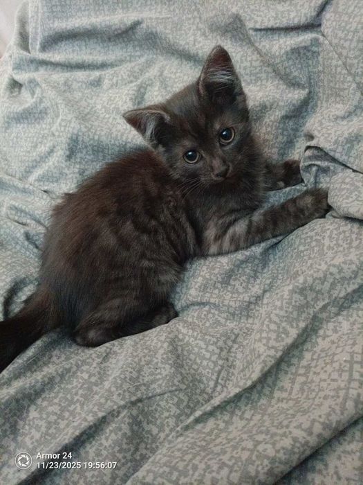 Віддаю котиків в добрі руки, усі хлопчики безкоштовно