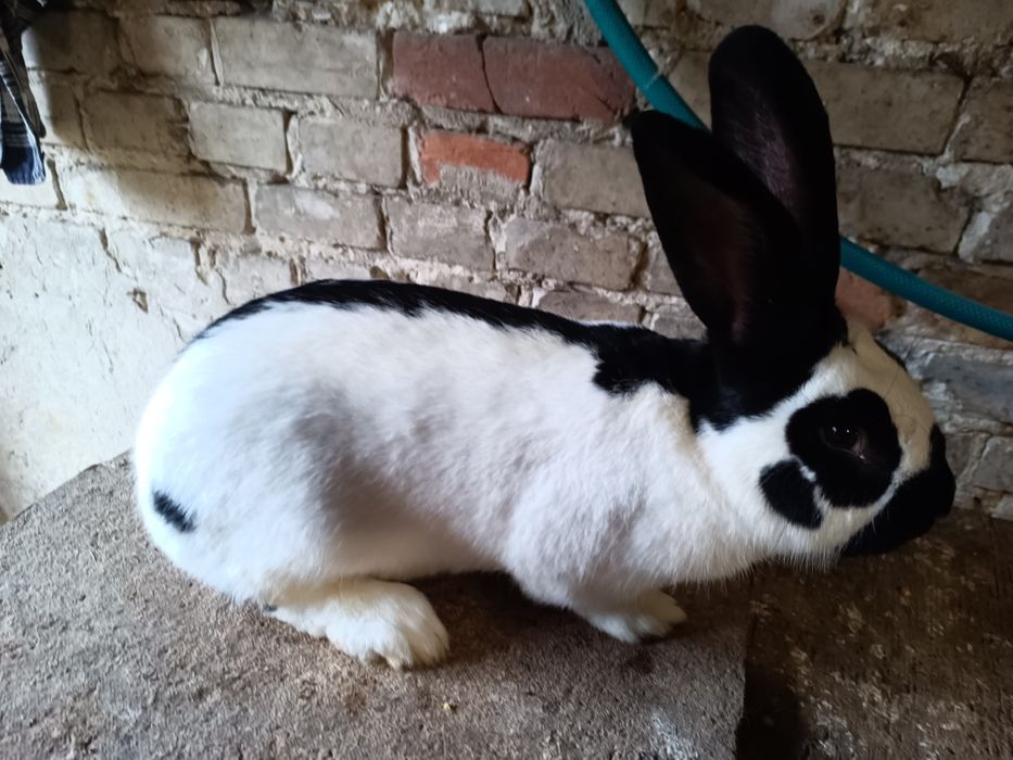 Samiec samczyk srokacz niemiecki