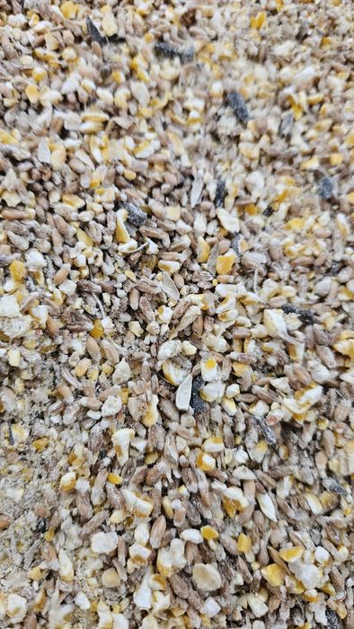 Pasza dla kur niosek z upraw eko naturalna