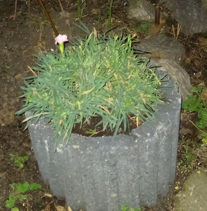 Gazony betonowe szare półksiężyc 3 sztuki