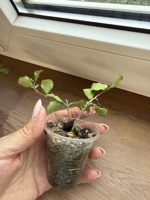 Хойя каньякумариана Hoya kanyakumariana
