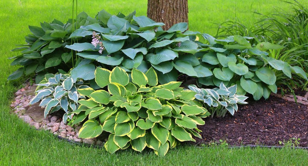 Funkia Hosta 'Sheila West' Doniczka 2.0L Duże Złote liście