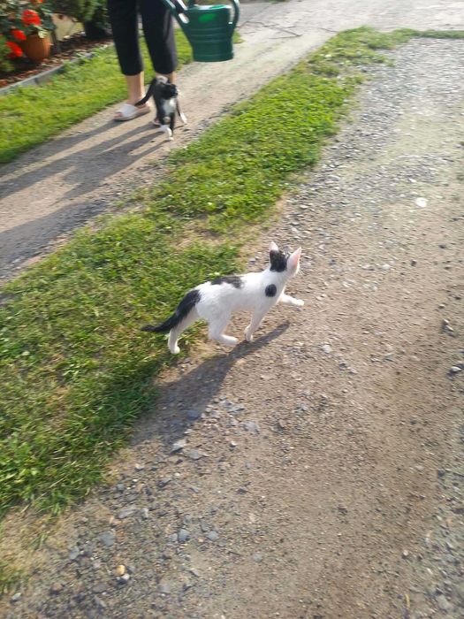 Piękna 4-miesięczna kotka do adopcji