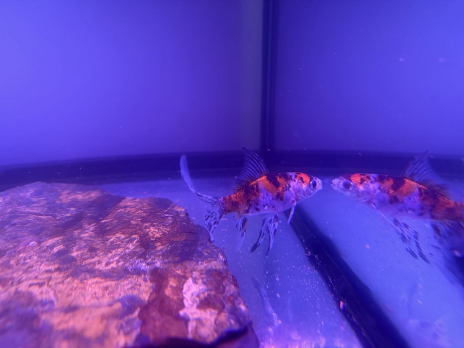 Aqua cubo, movel, filtro e  com peixes