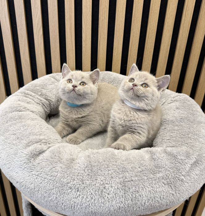 Kocurek brytyjski krótkowłosy liliowy