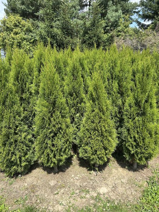 Tuje Szmaragd 160-170cm