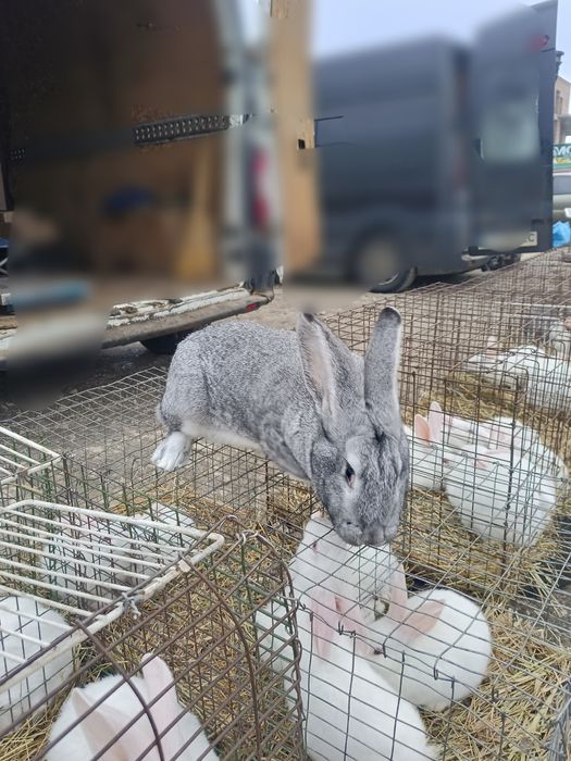 Кролики Термонська біла, Європейська шиншила різного віку
Ціна 190 грн