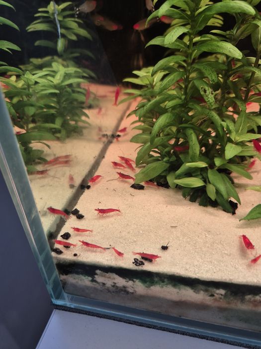 Krewetki bloody mary