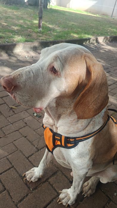 Pet sitting e dog walking