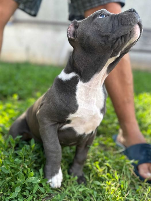 Кобель американского стаффордширского терьера АМСТАФФ АСТ щенок