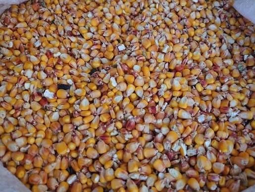 Продам зерно кукурузы