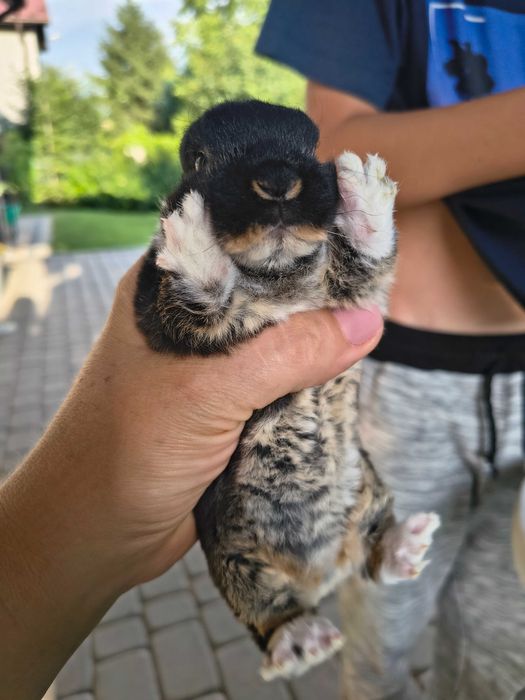 Karzełek rex królik karzełek