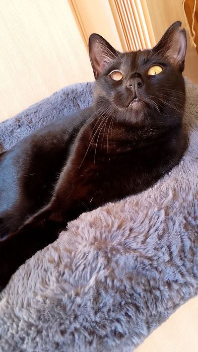 Чудо котик шукає дім