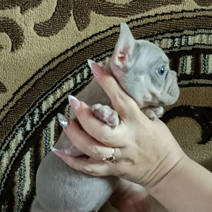 Французское чудо