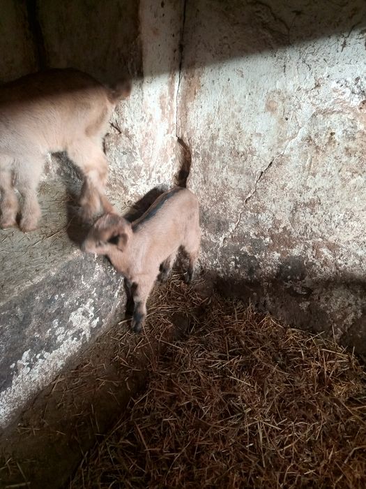 Продам козлика Альпийского