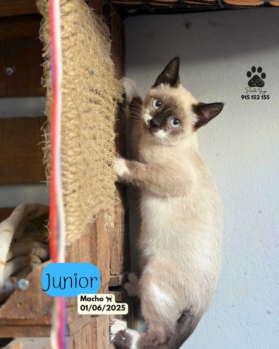 Gatinhos para adoção responsável