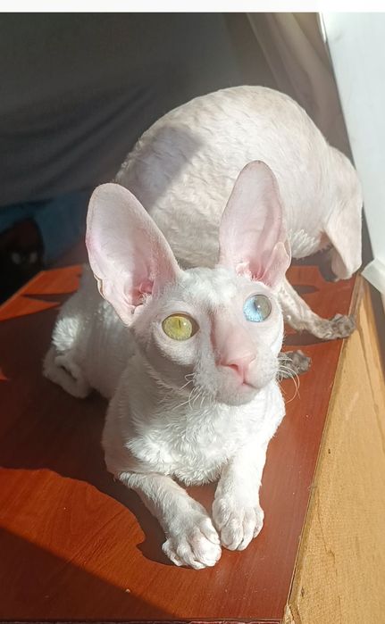 Хлопчик білий з різними очима