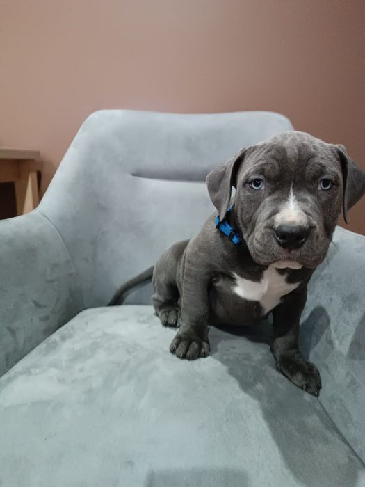 Piesek American Staffordshire Terrier