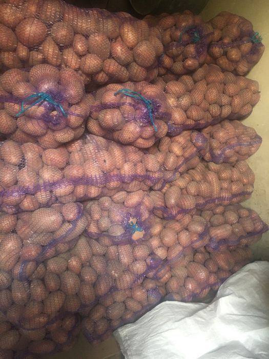 Продам насіневу картоп лю  сорту бела-роса