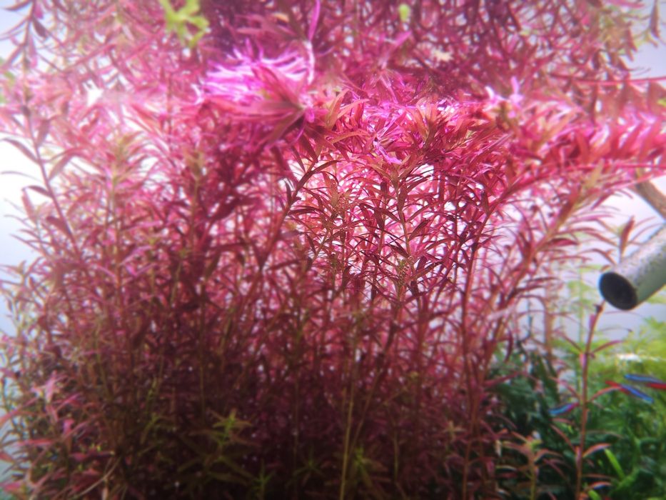 Rotala Rotundifolia 'Blood Red'