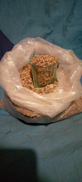 Кріп (укроп) домашній посівний