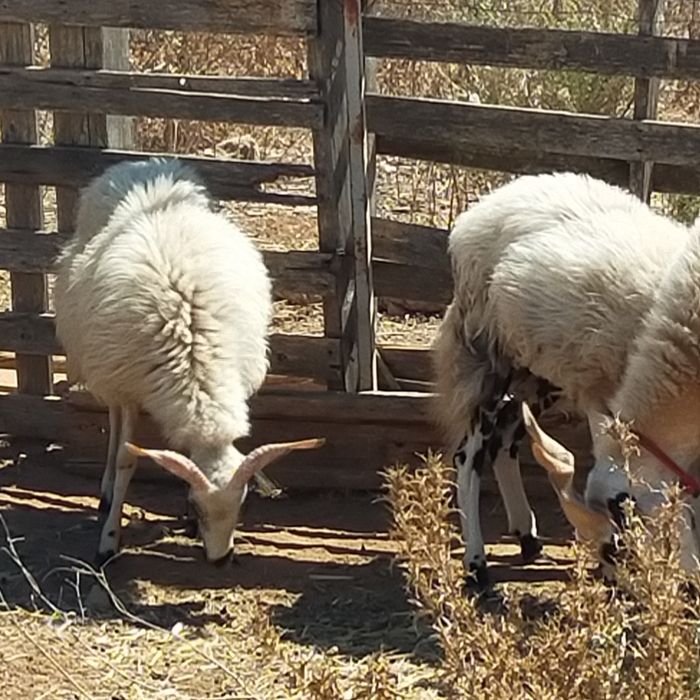 Borregas algarvias
