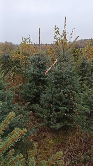 Choinki choinka świerk srebrny kłujący pospolity