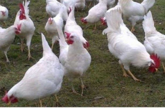 Kury nioski kurczaki piskleta Leghorn same kurki