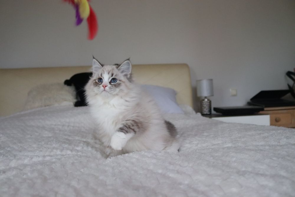 Kocurek Neva Masquerade po Champion FPL FIFE