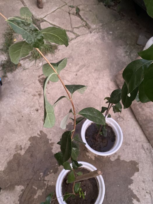 Arvore de feijoa