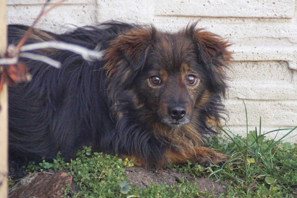 Bono - kudłaty psiak szuka domu