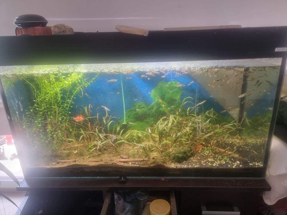 Akwarium filtr Zestaw rybki 240l