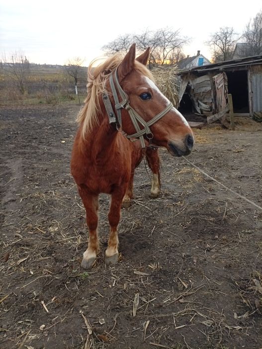 Продам робочого Коня