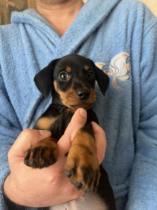 Такса дівчинка такса дівчинка