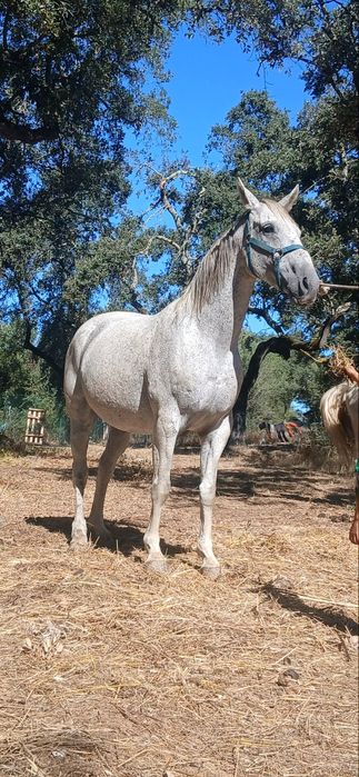 Cavalo cruzado Português