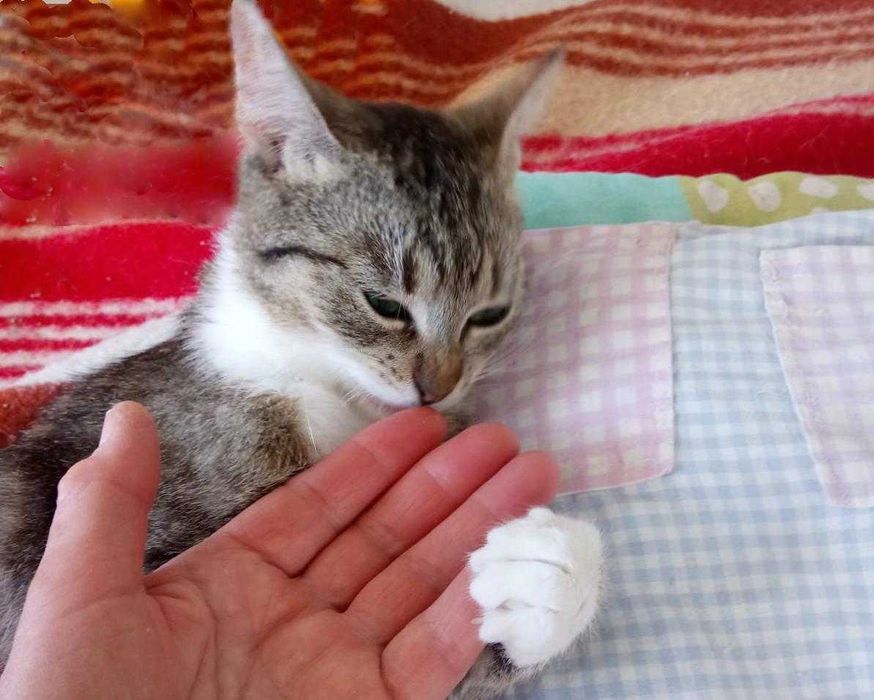 Majeczka - śliczna, 1,5-roczna, wysterylizowana