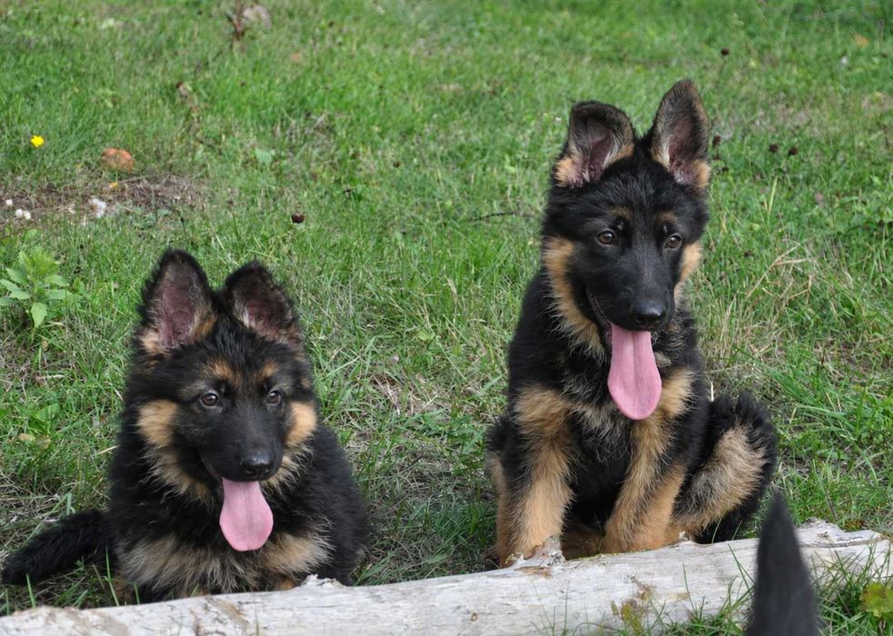 Чепрачні дівчатка німецької вівчарки з розплідника KIRA-DOG