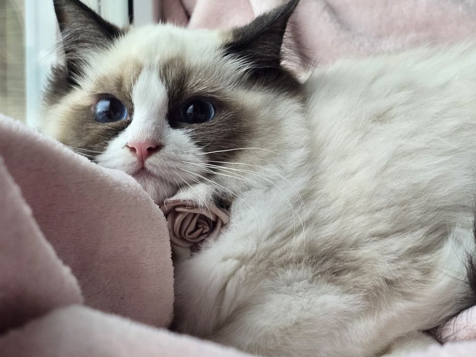 Przepiękny Kociak Ragdoll