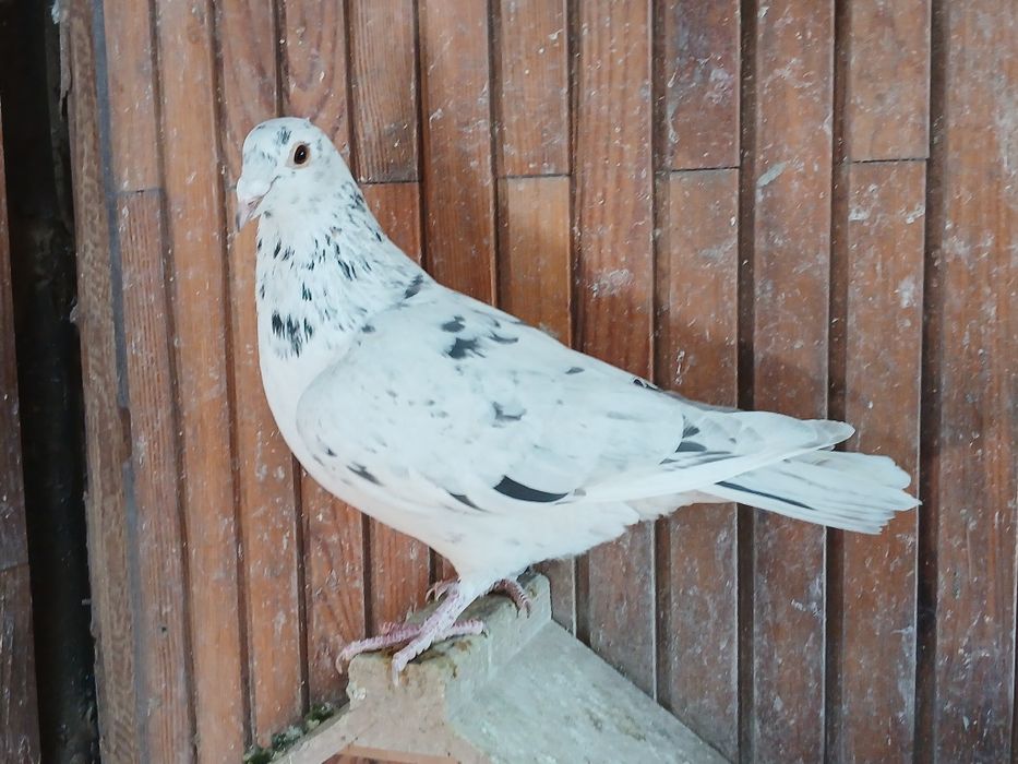 Gołębie pocztowe  stipper brown almond