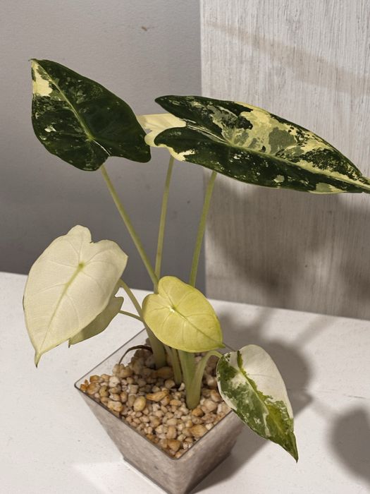 Alokazja frydek variegata