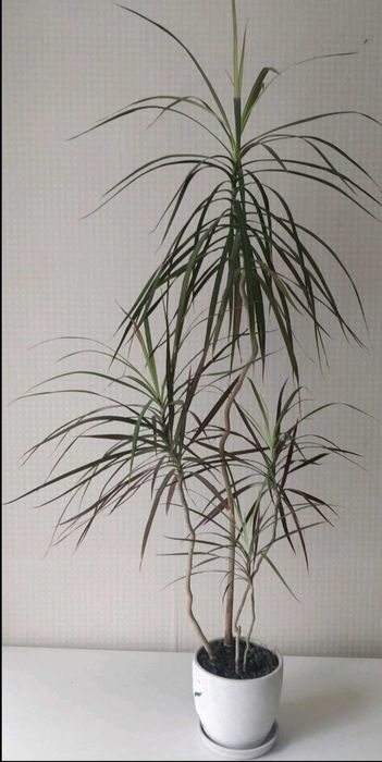 драцена маргината