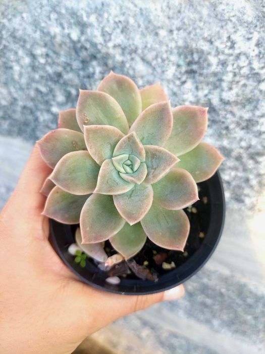 Suculentas variadas 3,5€/ cada